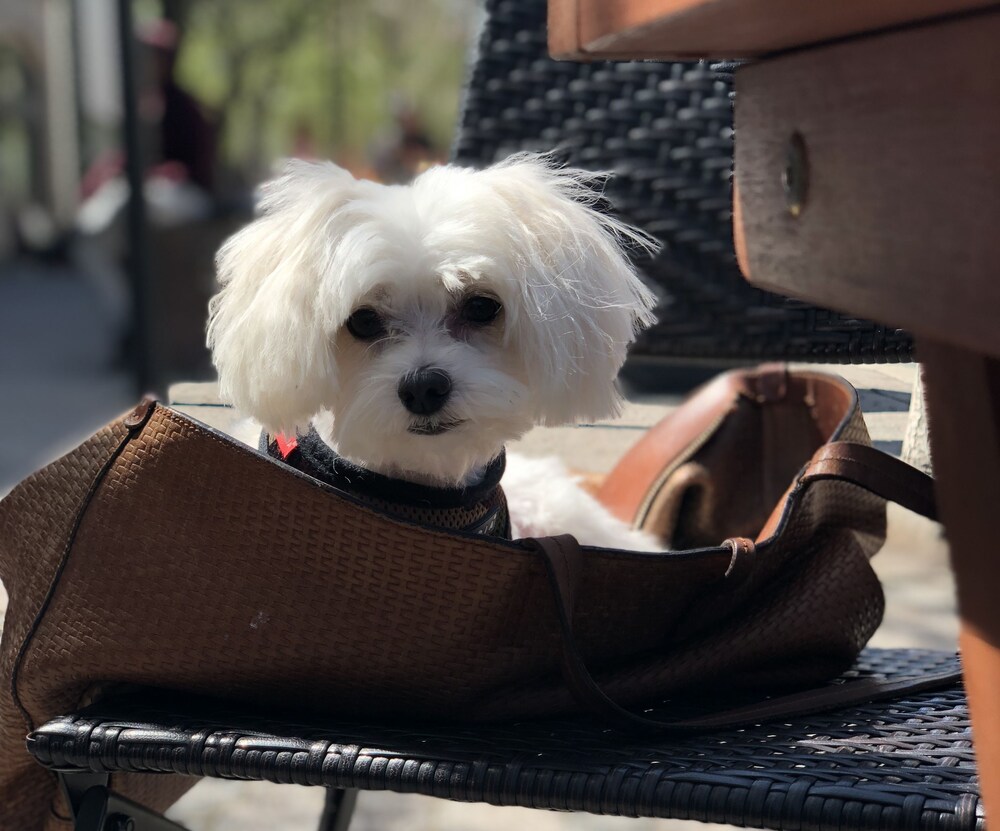 Pet-Friendly