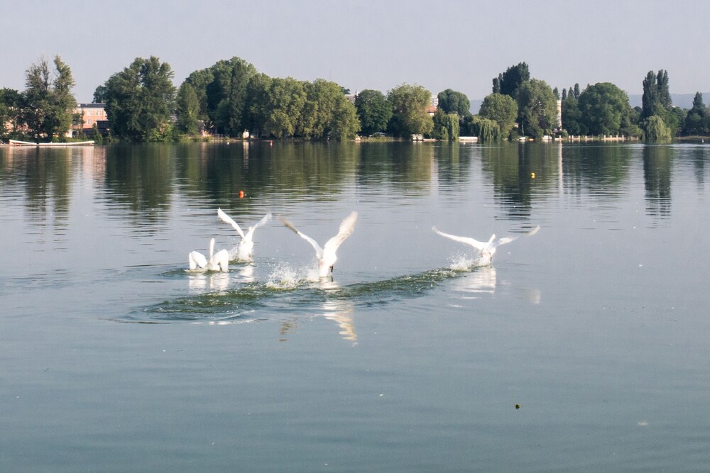 Lake View