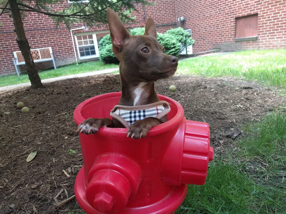 Pet-Friendly