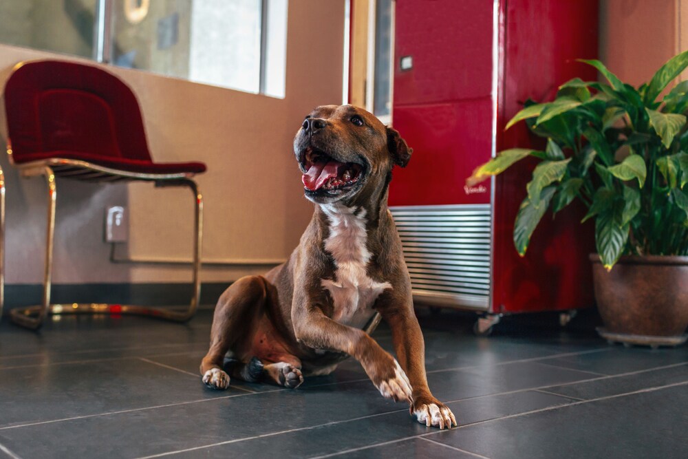 Pet-Friendly