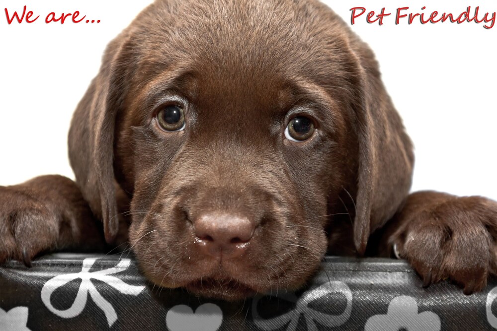 Pet-Friendly