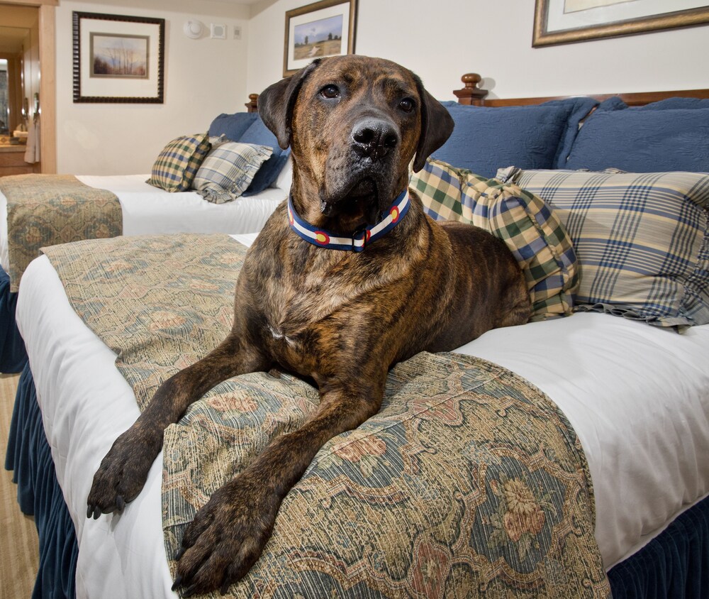 Pet-Friendly