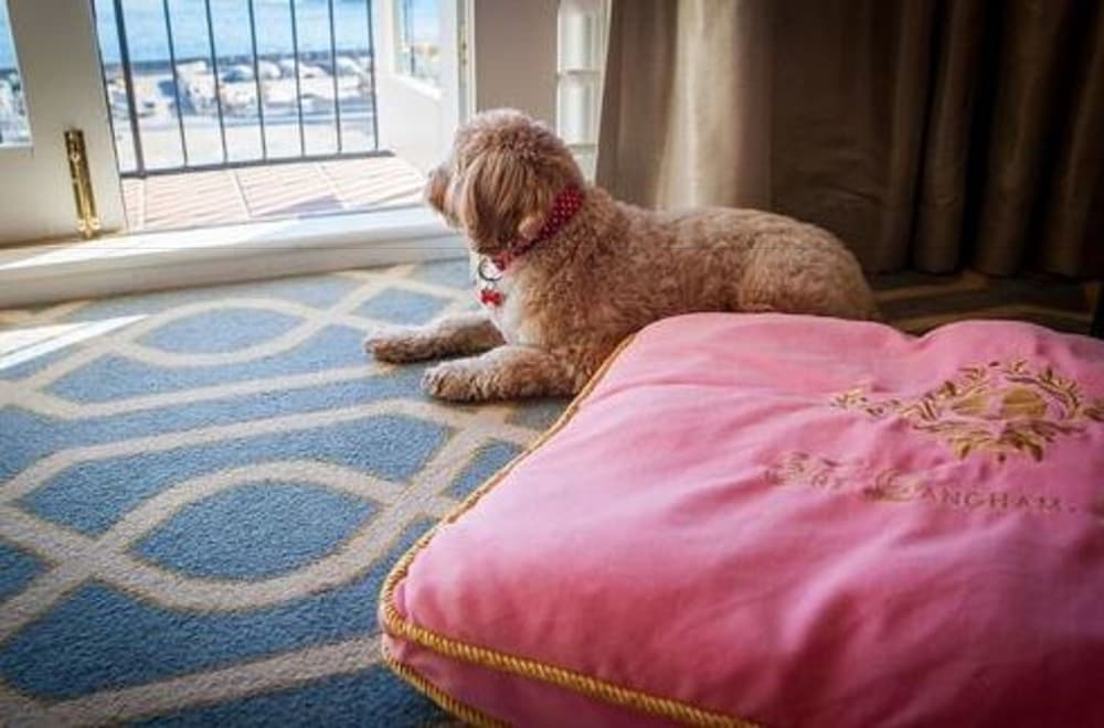 Pet-Friendly