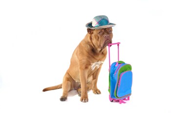 Pet-Friendly