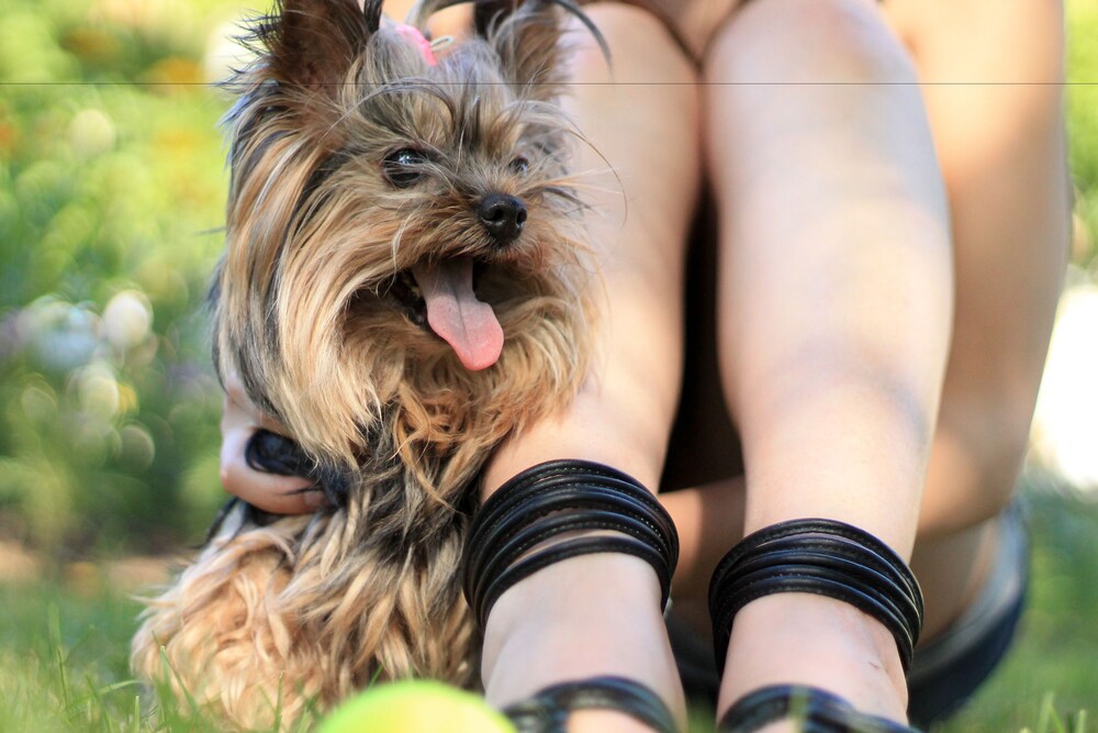 Pet-Friendly