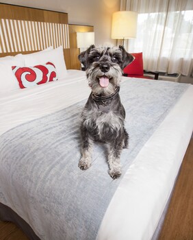 Pet-Friendly