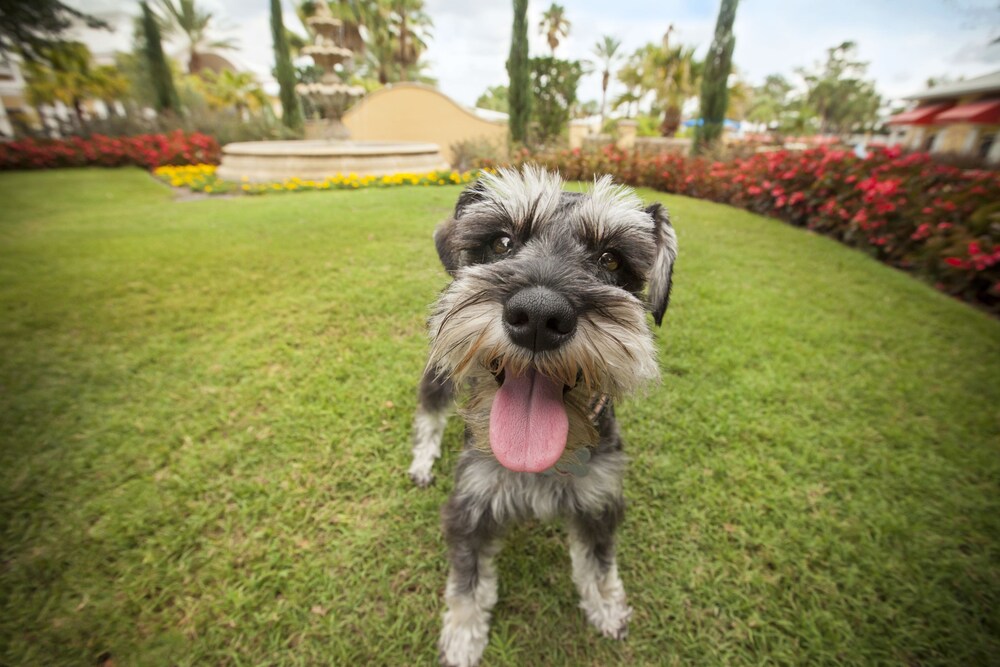 Pet-friendly, Wyndham Orlando Resort International Drive