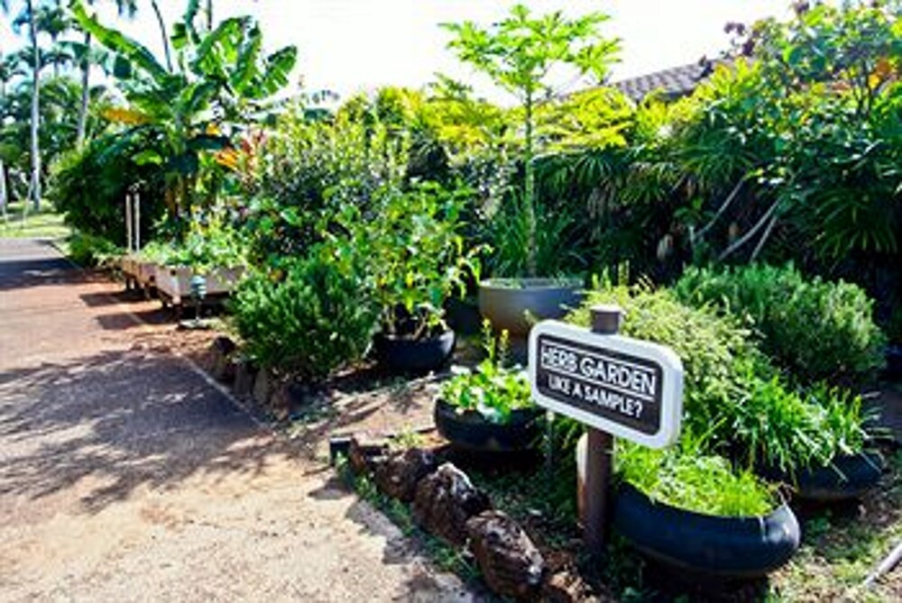Garden