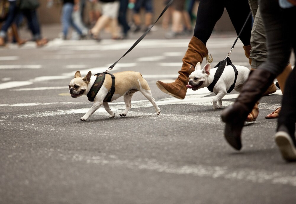 Pet-Friendly
