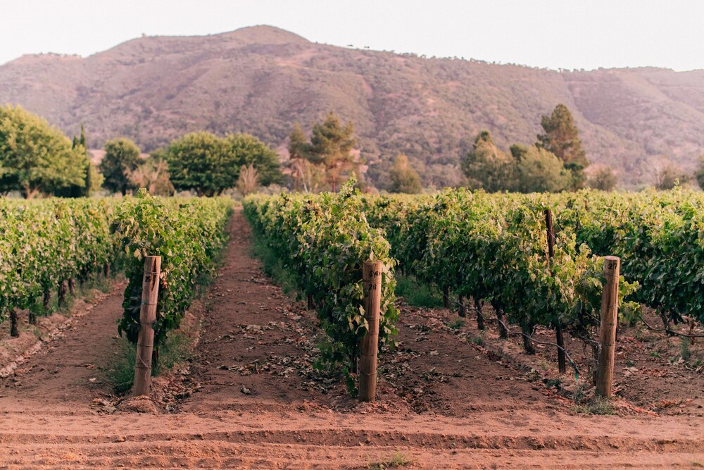 Vineyard