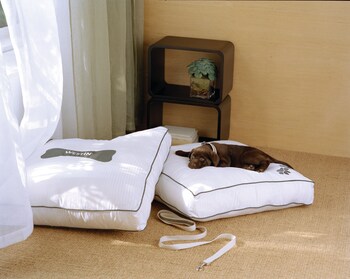 Pet-Friendly