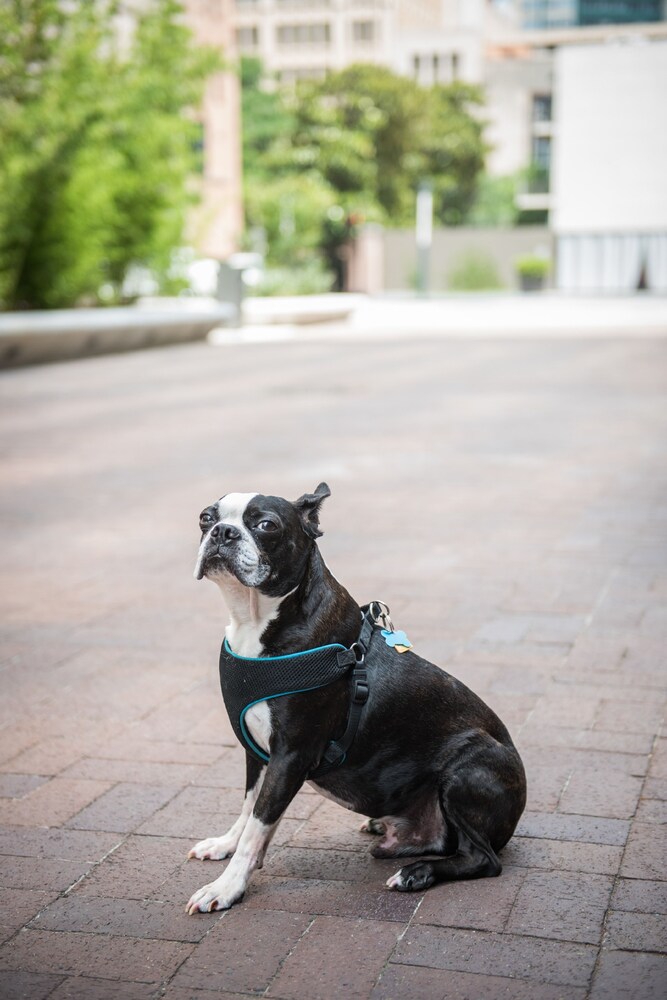 Pet-Friendly
