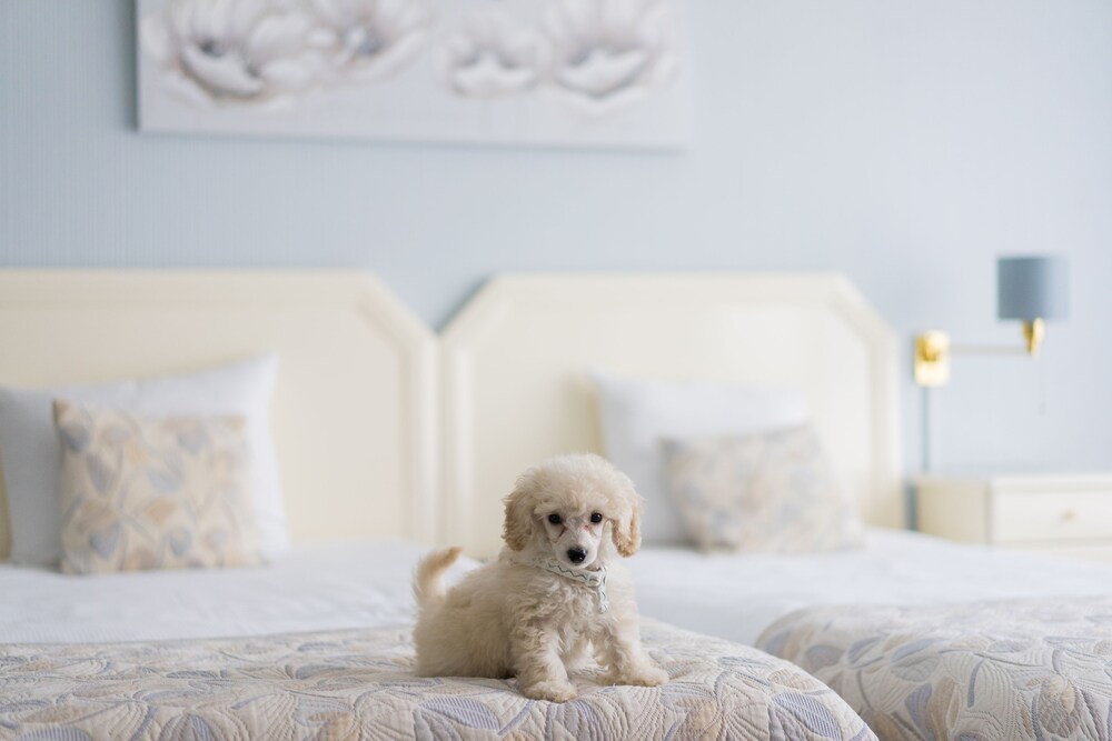 Pet-Friendly
