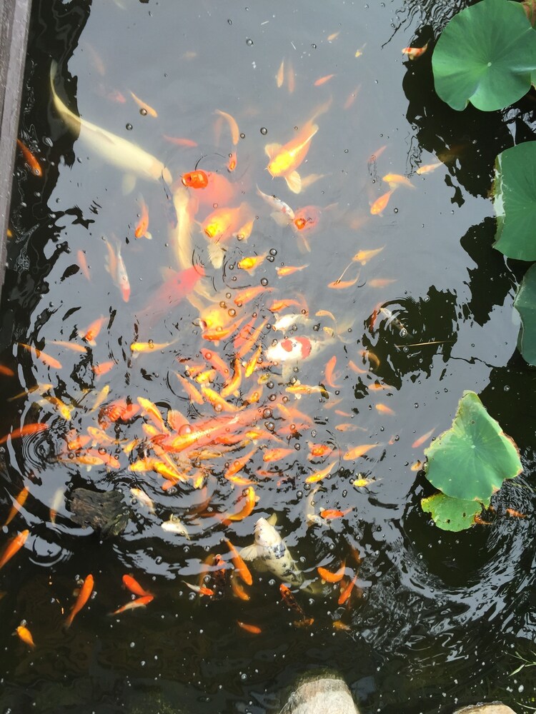Fountain