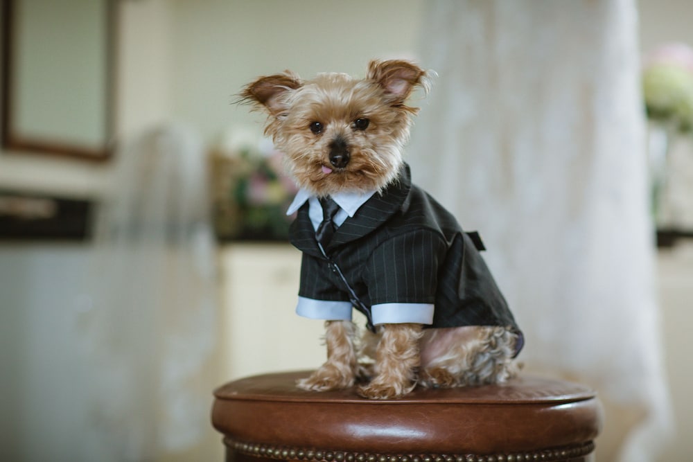 Pet-Friendly