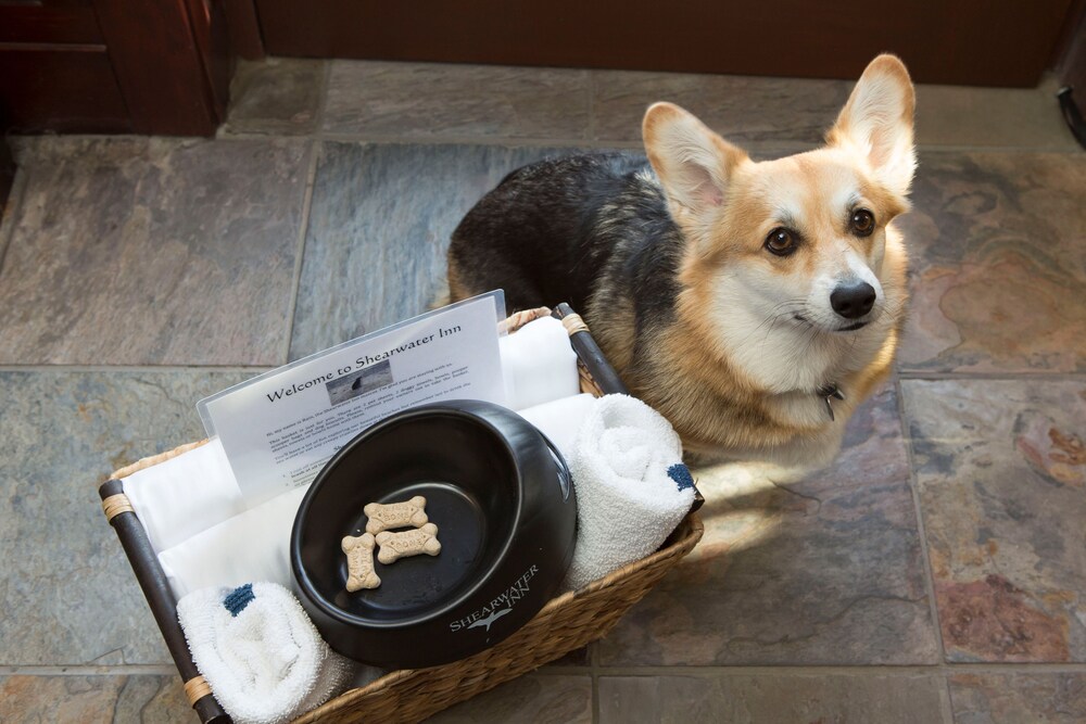 Pet-Friendly
