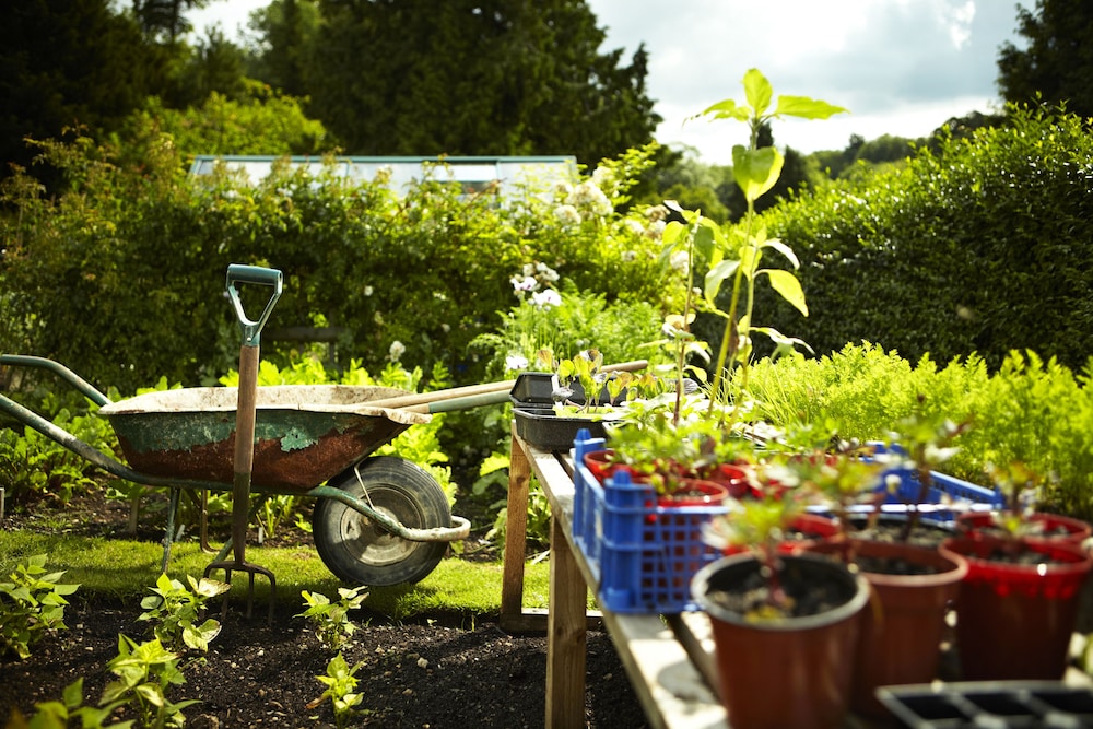Garden