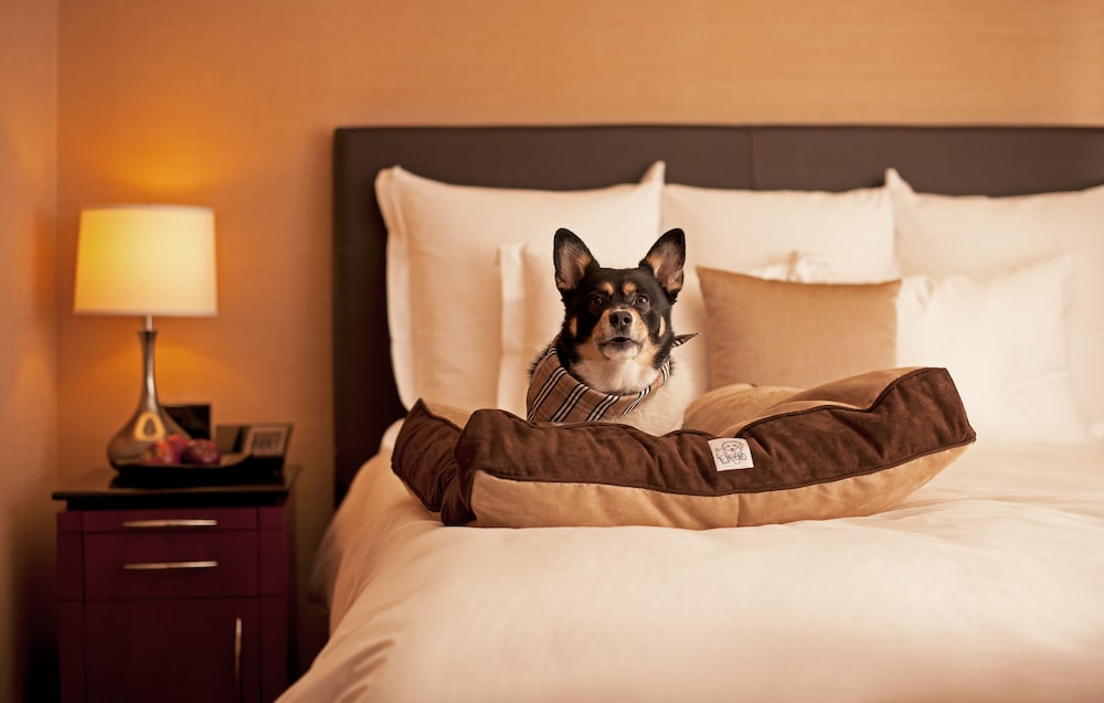 Pet-Friendly
