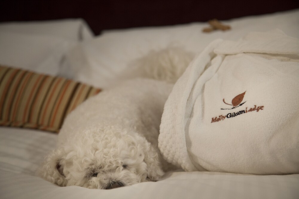 Pet-Friendly