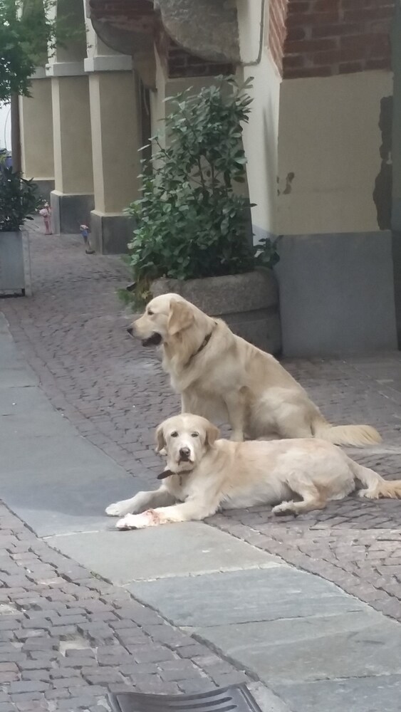 Pet-Friendly