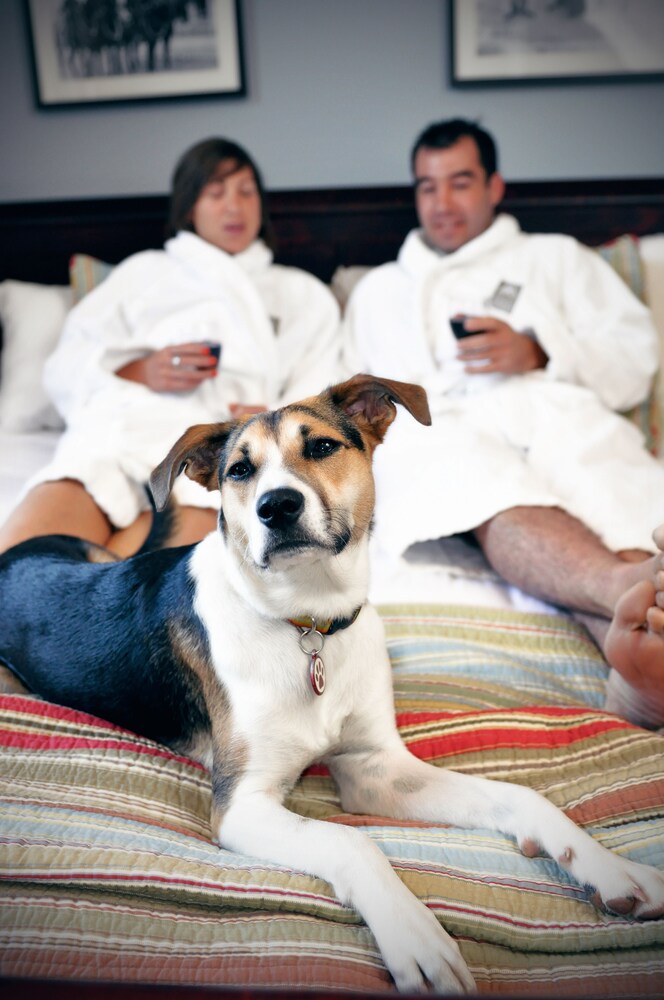 Pet-Friendly