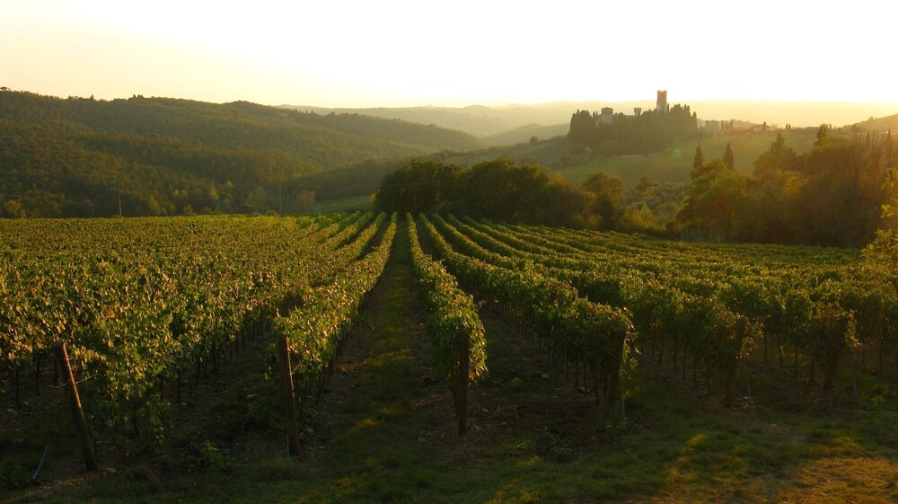 Vue sur le jardin
