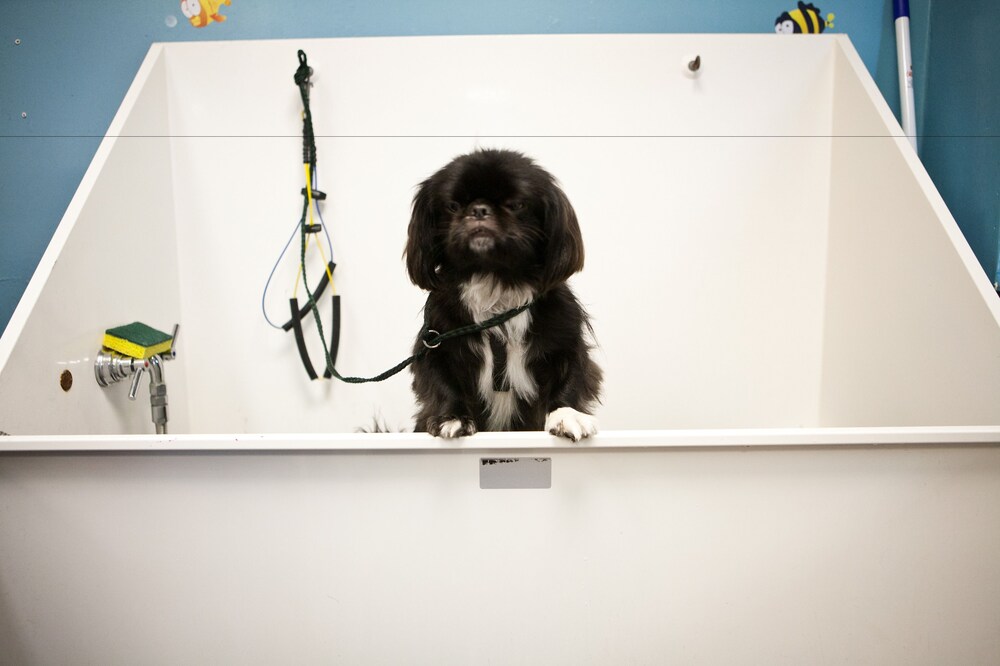 Pet-Friendly