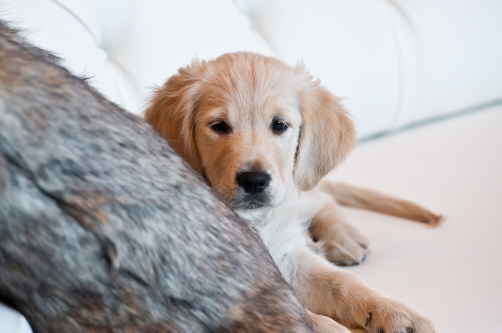 Pet-Friendly