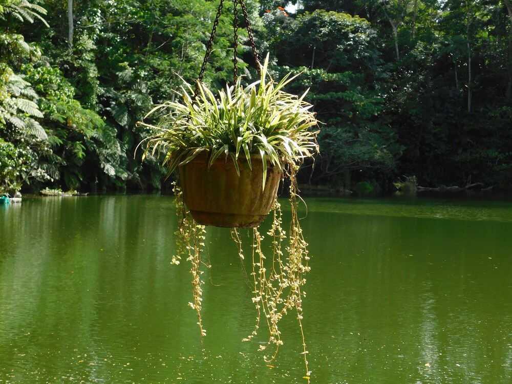 Lake View
