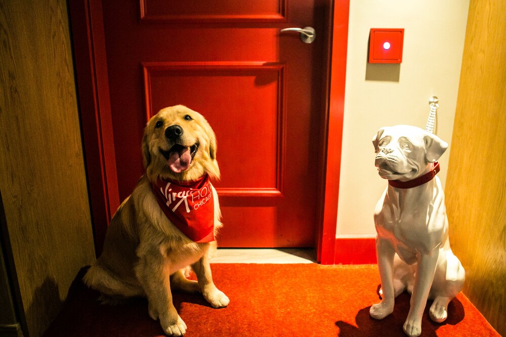 Pet-Friendly