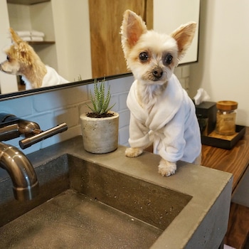 Pet-Friendly