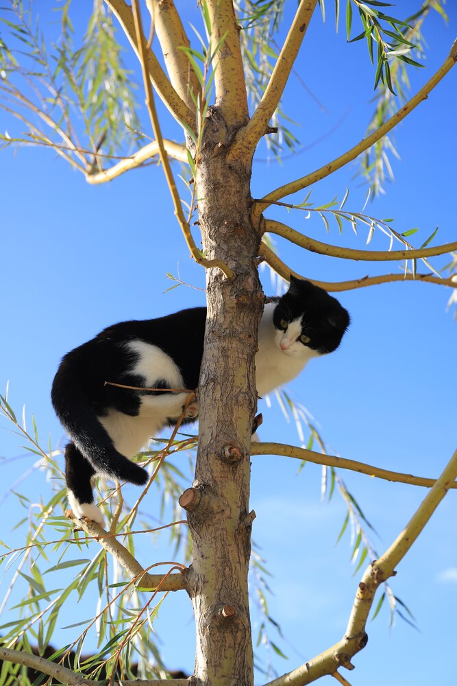 Animali domestici ammessi