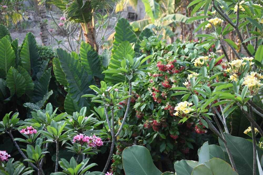 Pemandangan Kebun