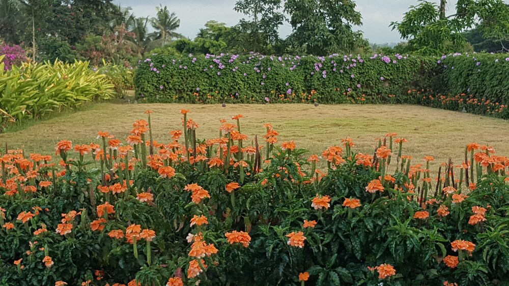Taman