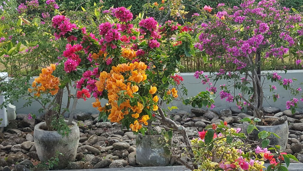 Pemandangan Kebun