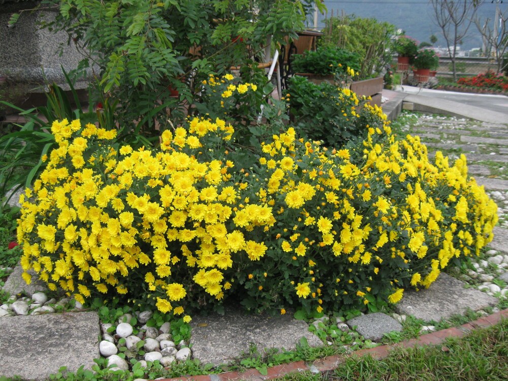 花園