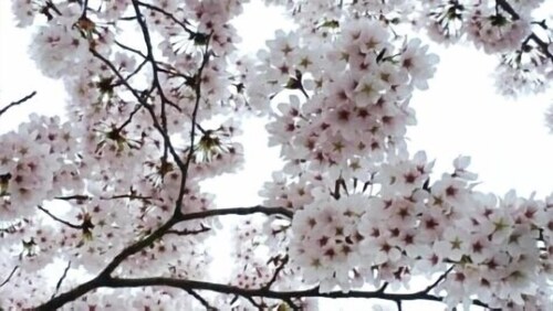 거리 전망