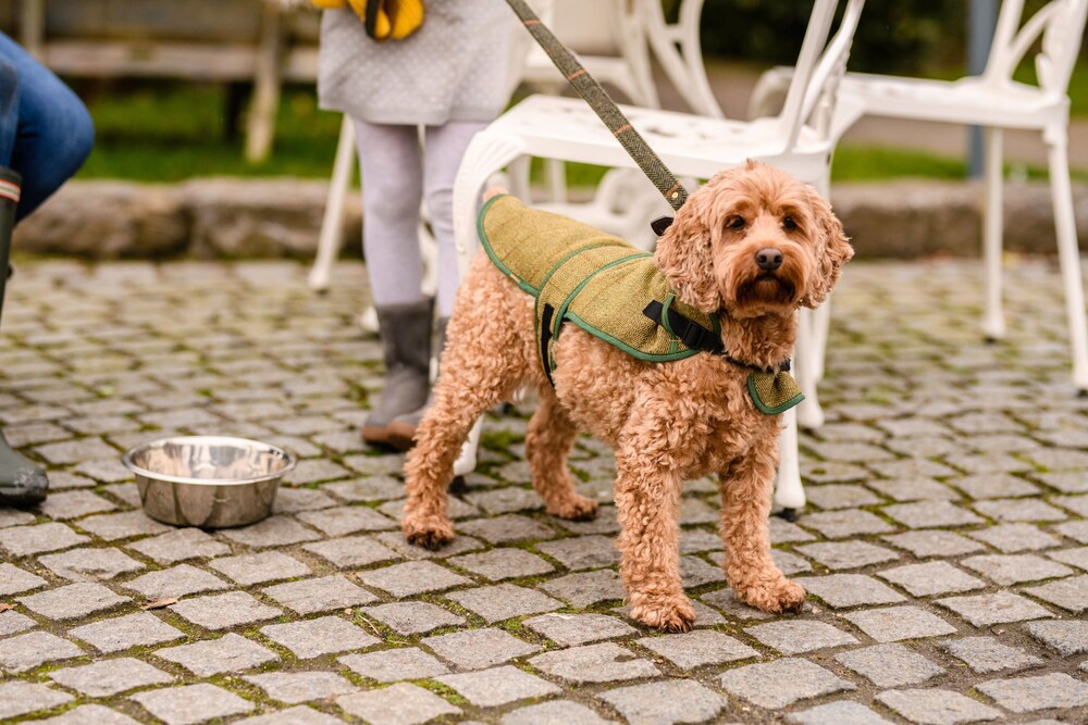 Pet-Friendly