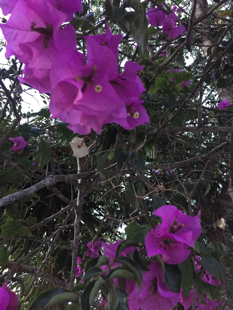 정원