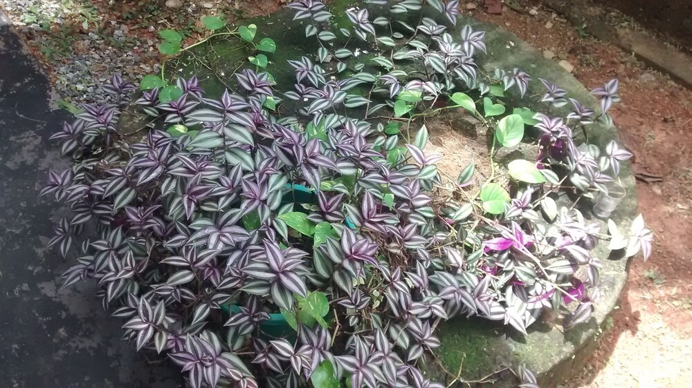 정원