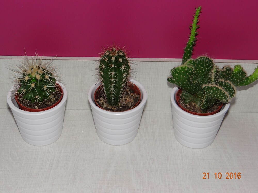 객실 내 편의 시설 (시티 스튜디오, 침실 1개 (Cactus))