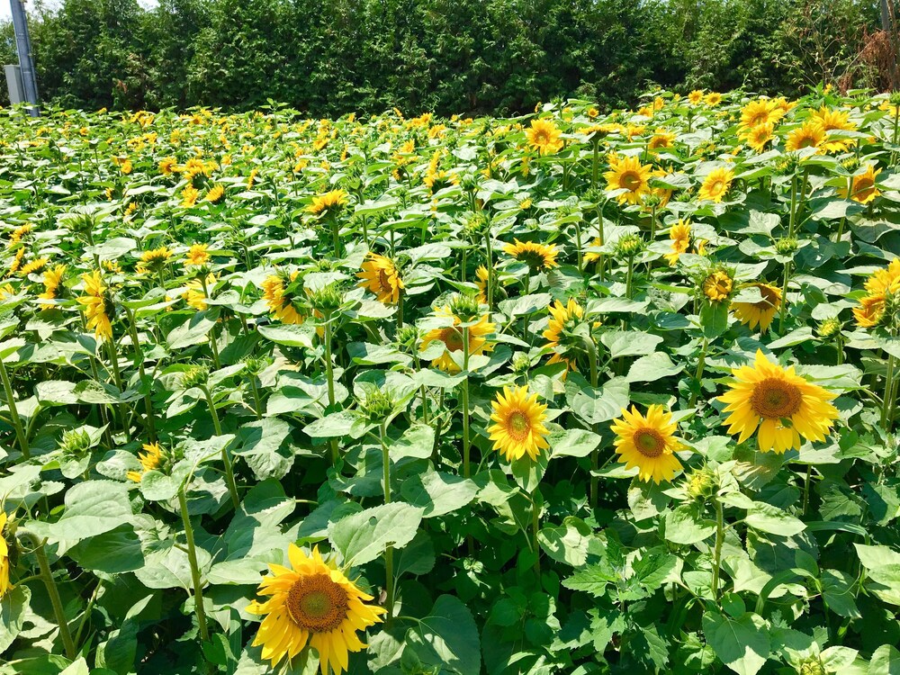 สวน (สแตนดาร์ดคอทเทจ, ปลอดบุหรี่)