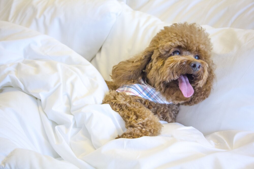 Pet-Friendly