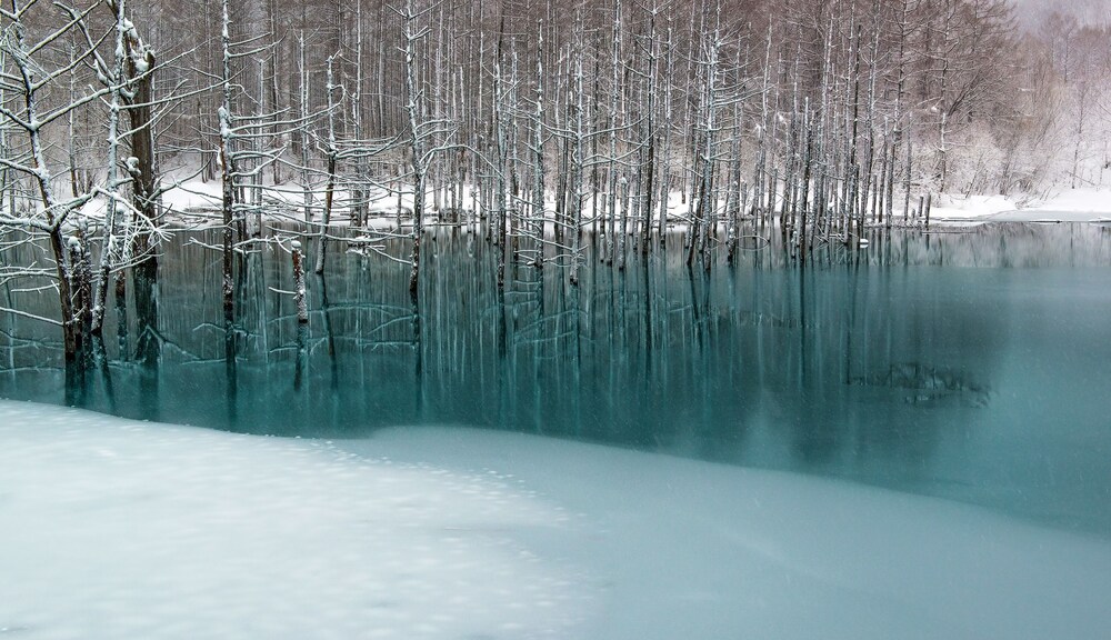 วิวสวน