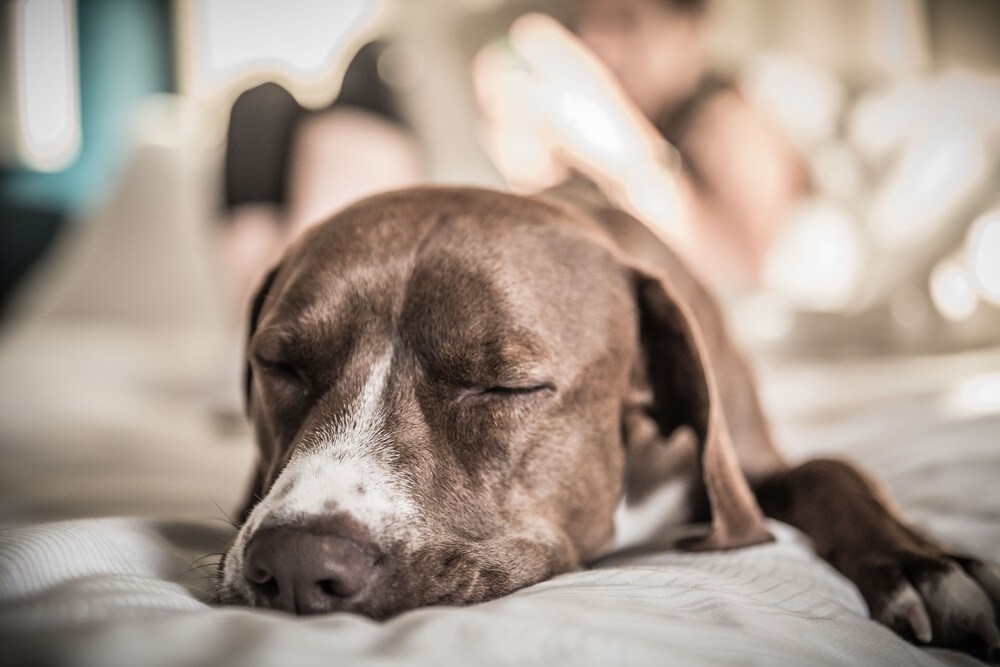 Pet-Friendly