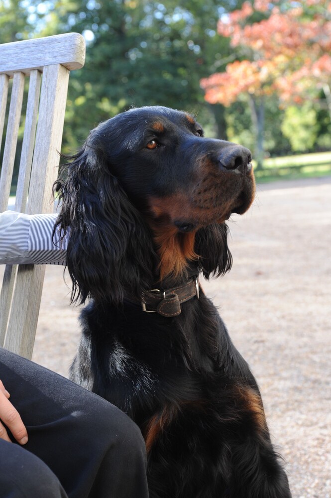 Animaux acceptés