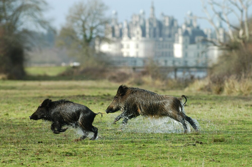Chasse