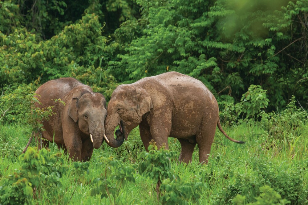 Property grounds, Four Seasons Tented Camp Golden Triangle