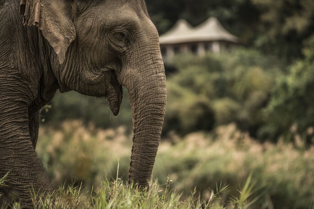 Property amenity, Four Seasons Tented Camp Golden Triangle