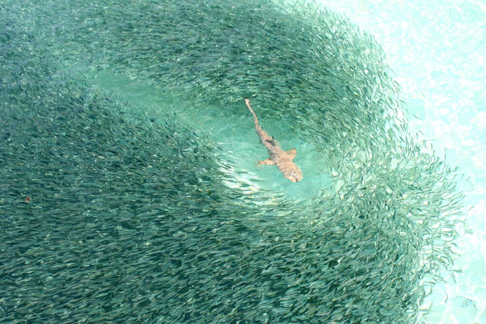 해변